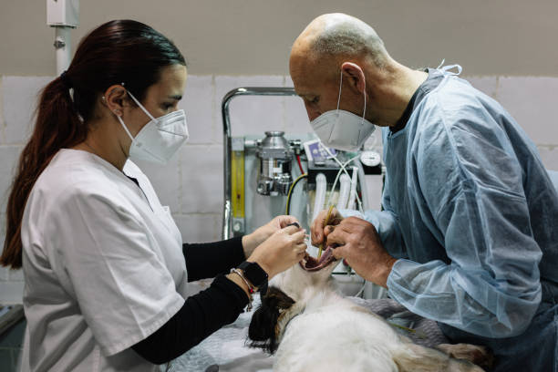 Dentures & Implants in Carlin, NV